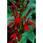 Cardinal Flower